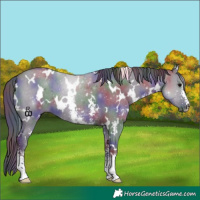 Horse Color:Nacre White Spotted Grullo Sabino 
