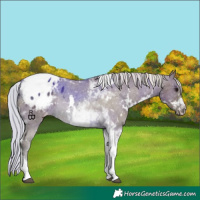Horse Color:White Spotted Silver Grullo Tobiano Appaloosa