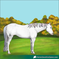 Horse Color:Nacre Black Sabino Splash