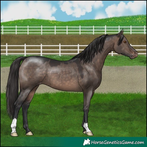 Horse Color:Brown Dun Appaloosa 