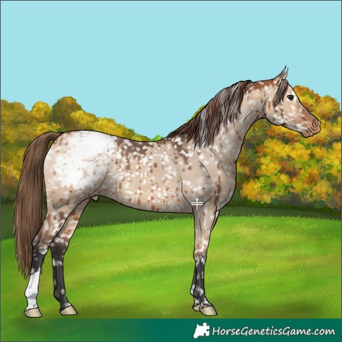 Horse Color:Bay Dun Appaloosa Brindle 