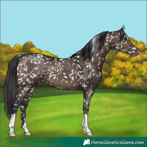 Horse Color:Brown Dun Appaloosa 