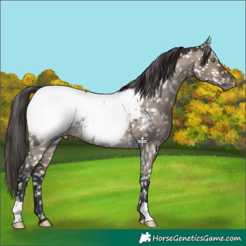 Horse Color:Bay Dun Mushroom Appaloosa 