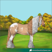 Horse Color:White Spotted Red Dun Tobiano 