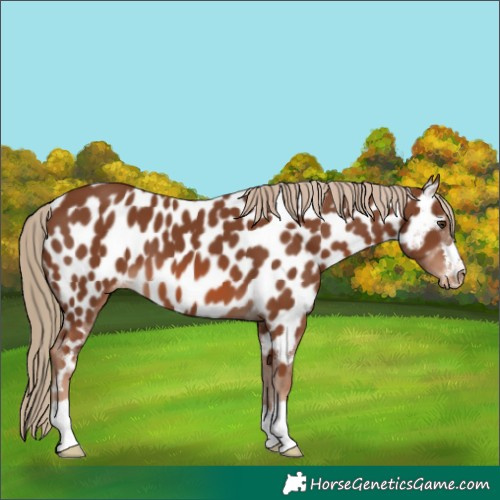 Horse Color:Chestnut Appaloosa 