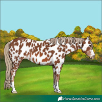 Horse Color:Chestnut Near Leopard 