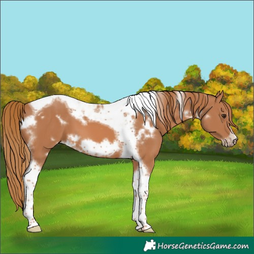 Horse Color:White Spotted Chestnut Tobiano Frame 