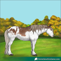Horse Color:Liver Chestnut Splash Tobiano Appaloosa 