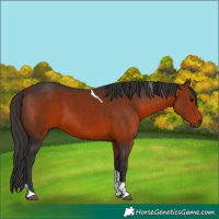 Horse Color:Bay Tobiano
