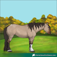 Horse Color:Liver Red Dun Tobiano Rabicano