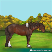 Horse Color:Liver Chestnut Tobiano Rabicano 