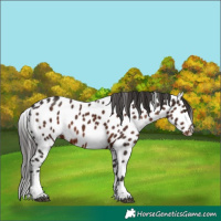 Horse Color:Liver Chestnut Tobiano Leopard Rabicano 