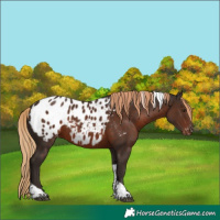 Horse Color:Liver Chestnut Tobiano Appaloosa 