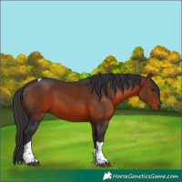 Horse Color:Brown Tobiano Rabicano 