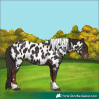 Horse Color:Liver Chestnut Tobiano Appaloosa 