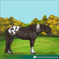Horse Color:Liver Chestnut Tobiano Appaloosa