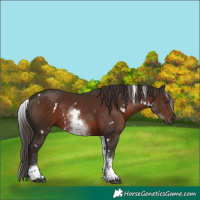 Horse Color:White Spotted Liver Chestnut 