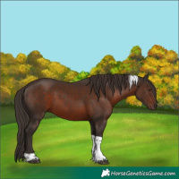 Horse Color:Liver Chestnut Tobiano 