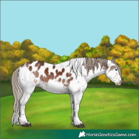 Horse Color:Liver Chestnut Splash Tobiano Appaloosa 