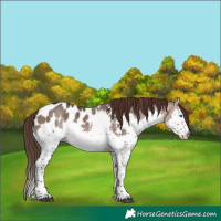 Horse Color:Brown Dun Splash Tobiano Appaloosa 