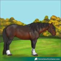 Horse Color:Brown Tobiano