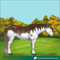 Horse Color:Liver Chestnut Splash Tobiano 