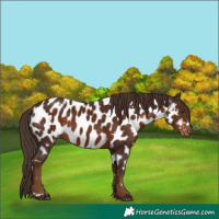 Horse Color:White Spotted Liver Chestnut Appaloosa Rabicano 