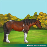 Horse Color:Brown Tobiano 
