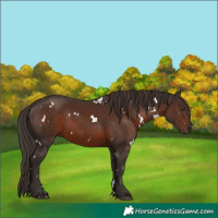 Horse Color:White Spotted Liver Chestnut 
