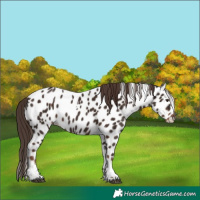 Horse Color:Liver Chestnut Tobiano Appaloosa 