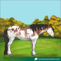 Horse Color:Brown Sabino Splash Tobiano Blanket Rabicano 