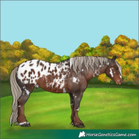 Horse Color:White Spotted Liver Chestnut Appaloosa Rabicano 