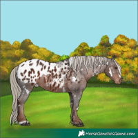 Horse Color:White Spotted Liver Chestnut Appaloosa Rabicano