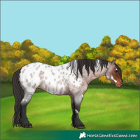 Horse Color:White Spotted Brown Roan Blanket Rabicano 