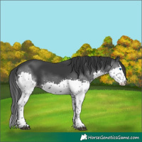 Horse Color:Black Splash Tobiano 