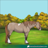 Horse Color:Liver Red Dun Splash Tobiano 