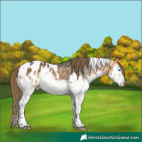 Horse Color:Buckskin Splash Tobiano Appaloosa 