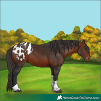 Horse Color:Bay Tobiano Appaloosa 