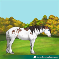 Horse Color:Bay Splash Tobiano Appaloosa 