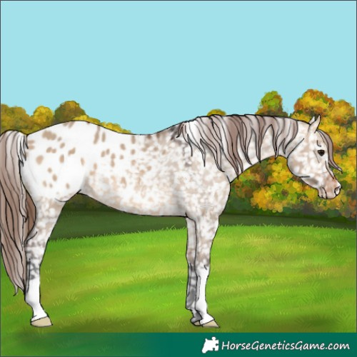 Horse Color:Bay Dun Appaloosa 
