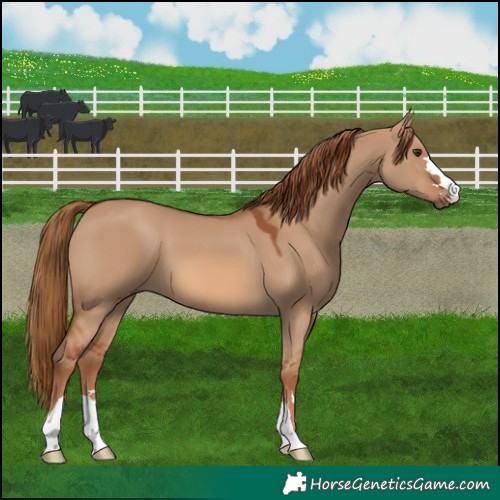 Horse Color:Red Dun 