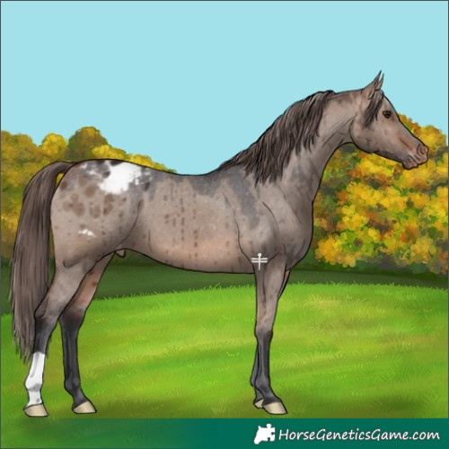 Horse Color:Bay Dun Appaloosa Brindle 