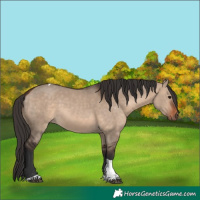Horse Color:Bay Dun Tobiano Rabicano 