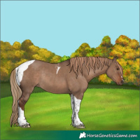 Horse Color:Liver Red Dun Tobiano Rabicano 