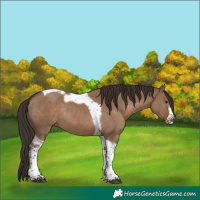 Horse Color:Liver Red Dun Tobiano Frame Rabicano