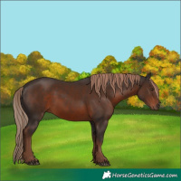 Horse Color:White Spotted Liver Chestnut