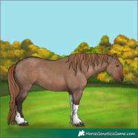 Horse Color:Liver Red Dun Tobiano Rabicano
