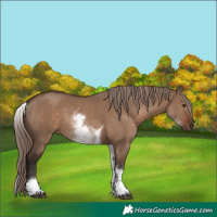 Horse Color:White Spotted Liver Red Dun Tobiano Rabicano 