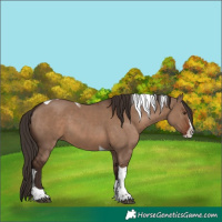 Horse Color:Liver Red Dun Splash Tobiano 