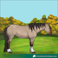Horse Color:Liver Red Dun Tobiano Rabicano 